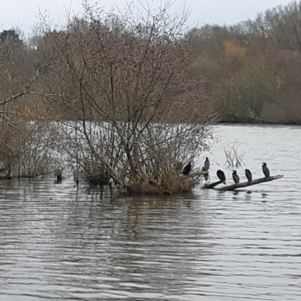 Sur l'Erdre au mois de décembre, les couleurs vives disparaissent pour laisser la place à un camaïeu de bruns , verts, gris et ocres. C'est l'automne. Au bord de la rive, un touffe de saules ressort de l'eau, on y voit des cormorans qui s'y sèchent et s'y reposent