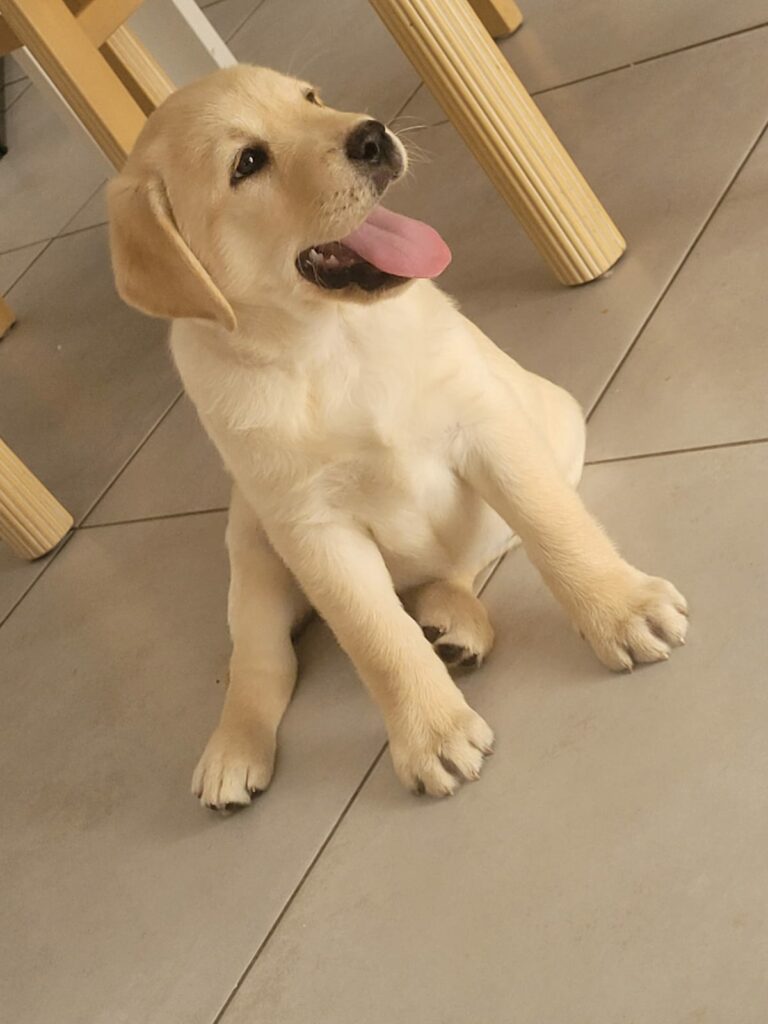 Qu'elle est mignonne avec son beau pelage jaune. Assise sur son derrière, la langue pendante, elle a déjà l'air très attentive.